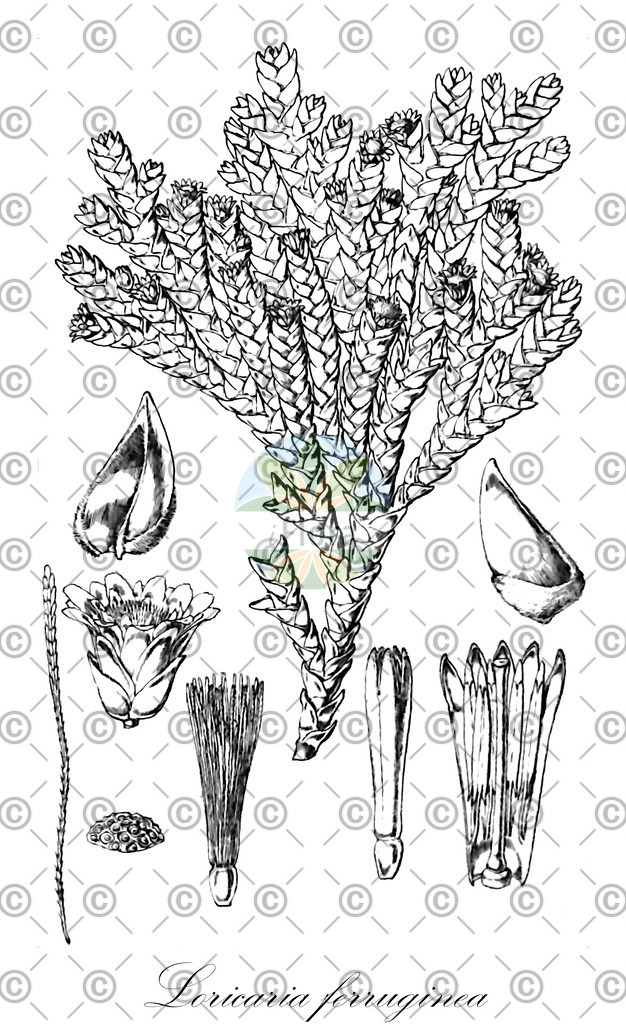 HistAbb_3508_1_FLORAD_SIMPLE | Historische Abbildung von Loricaria ferruginea - Asteraceae | Historical Illustration of Loricaria ferruginea - Asteraceae