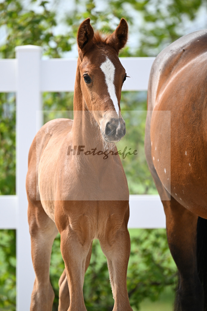 Kat-Nr. 11 HF Kannan x Conthargos_Riehm_23260319 | hf-fotografie - Realisiert mit Pictrs.com