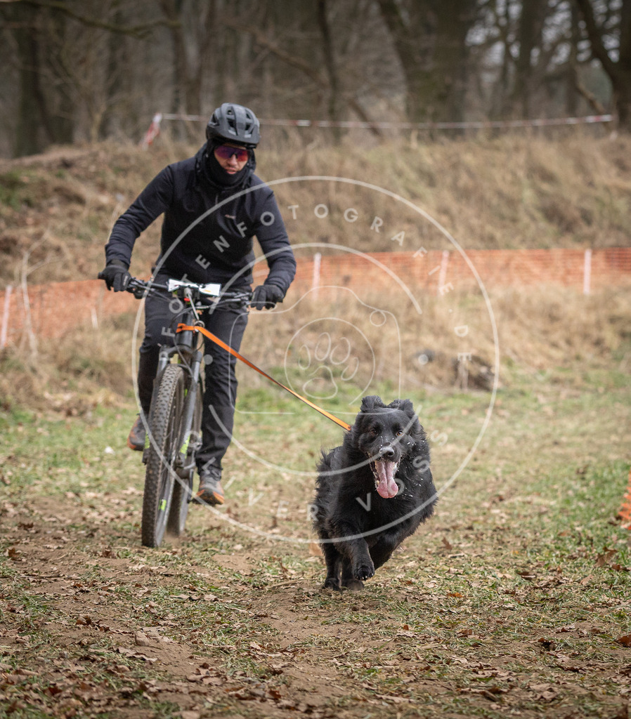 Pfotenfotografie_DV3A6196 | Hundefotografie, Tierfotograf, Pfotenfotografie, Fotoshooting Hund, Hunde Portrait, Hundesport, Hundeportraits, Heideshooting, Hunde, Sportfotograf, Hundefotograf, Turnierhundsport, THS,  - Realisiert mit Pictrs.com