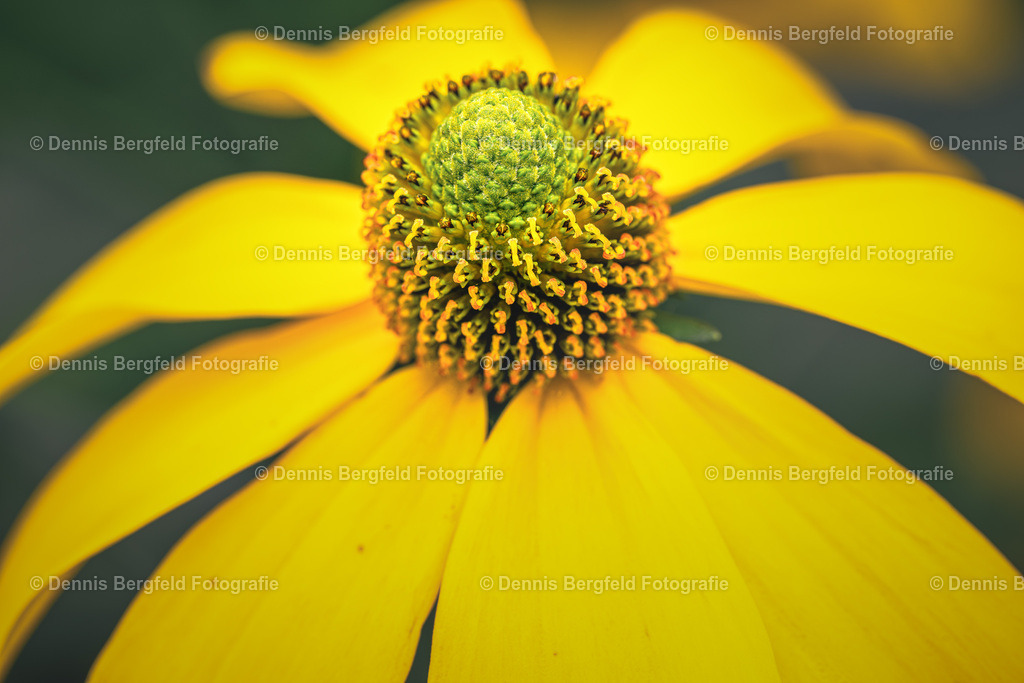 Flower 8 | Entdecken Sie Natur, Makro und Tierfotografie von Dennis Bergfeld.Besondere Momente und Details der Natur, hochwertig als Foto und Wandbild erhältlich. - Realisiert mit Pictrs.com