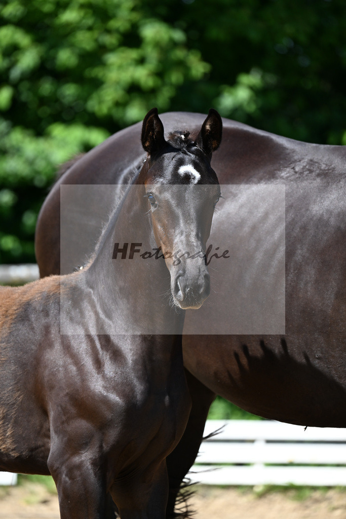 Kat-Nr. 3 Pride x De Niro_SF_Schindele_16250222 | hf-fotografie - Realisiert mit Pictrs.com