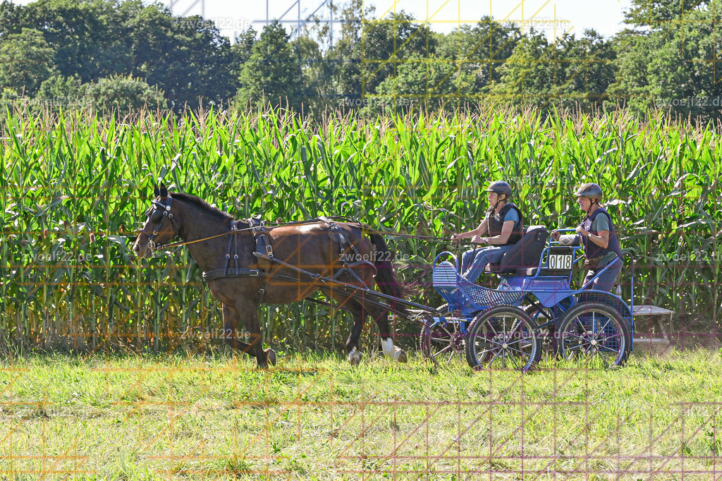 30 Jahre RFV Pulsnitz e.V., Pulsnitz am 09.08.2026 | 30Jahre Reit- und Fahrverein Pulsnitz e.V., Pulsnitz am 08.08.2026Zur 28. breitensportlichen Veranstaltung des RFV Pulsnitz e.V. fanden verschiedene Wettbewerbe in nahezu allen Disziplinen des Pferdesport statt.- Geländefahr-Wettbewerb - Realisiert mit Pictrs.com