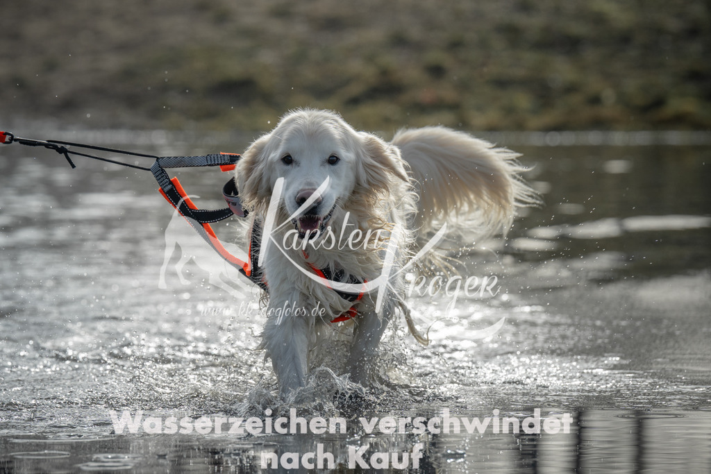 1004_ZZ95653 | kk-dogfotos