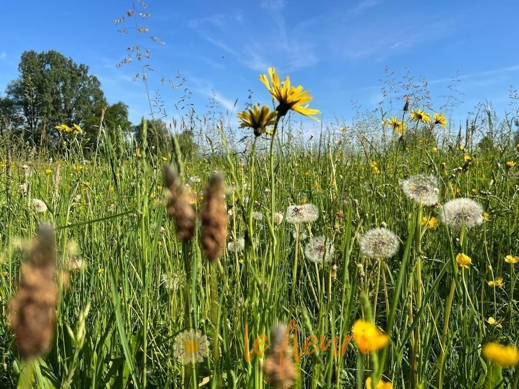 Wiese | Dies ist der Shop von Florian Blum - le fleuri. Langenthal, Bern, SchweizSie können hier meine oder ihre eigenen Fotos als Fotoprodukte kaufen. Tassen, Schlüsselanhänger, Taschen etc. können Sie hier gestalten.  - Realisiert mit Pictrs.com