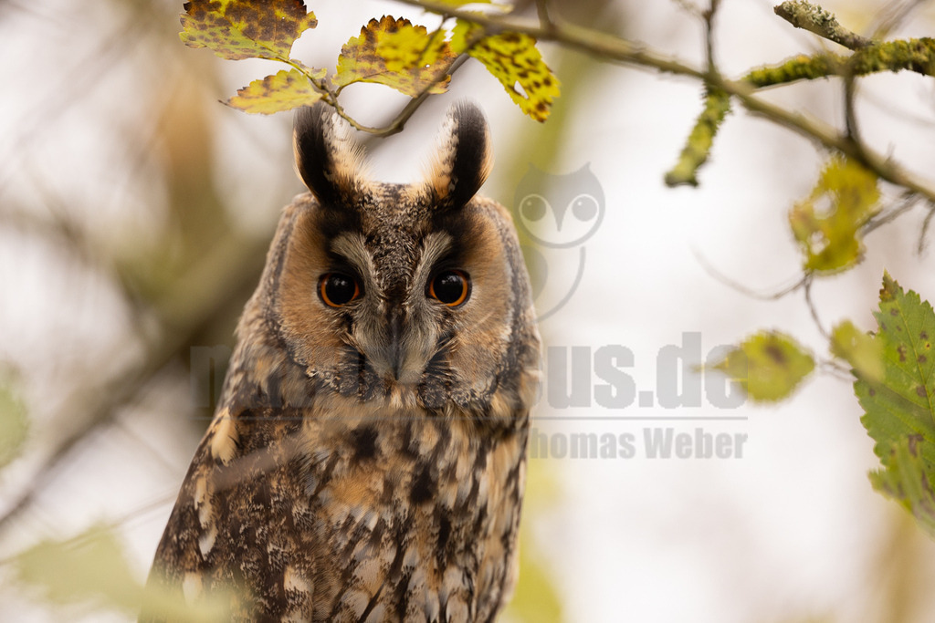 R5NF9953_20241117 | Die Waldohreule ist kleiner, schlanker und hat längere Flügel als der dickköpfige Waldkauz. Sie besitzt außerdem Federohren, der Waldkauz hingegen nicht.
Die Waldohreule hat orange- bis feurig-gelbe, der Waldkauz schwarze Augen. - Realisiert mit Pictrs.com