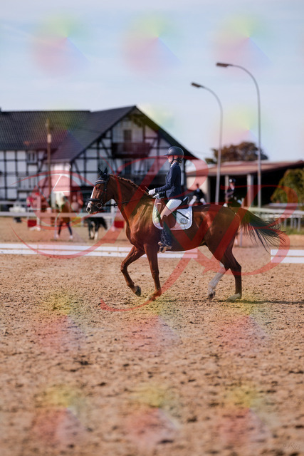 2026_10_03_Siefer-Hof_133249_Z81_89671108 | Professionelle Reitsport-, Turnier- und Eventfotografie von Robert Broda. Galerien mit ausgewählten und bearbeiteten Bildern direkt online ansehen und bestellen.