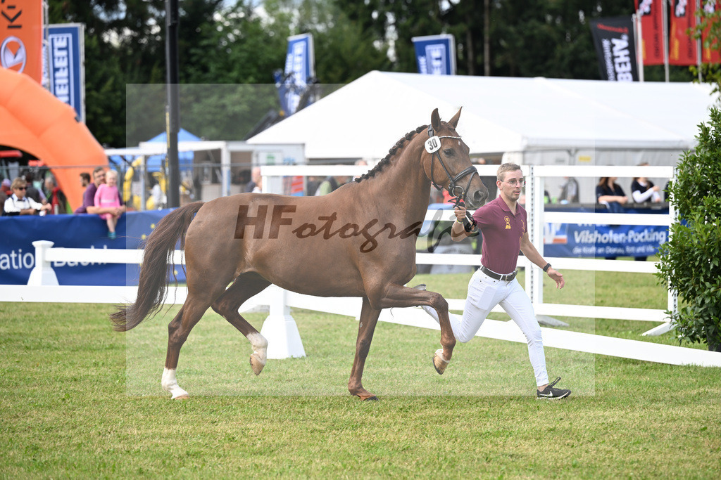 Kat-Nr. 30 Vaiana v. Vitalis_Weyland_30250766 | hf-fotografie - Realisiert mit Pictrs.com