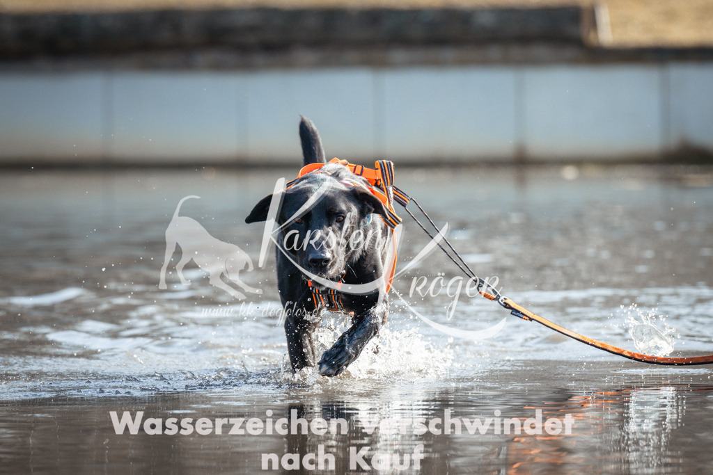 1128_ZZ94742 | kk-dogfotos