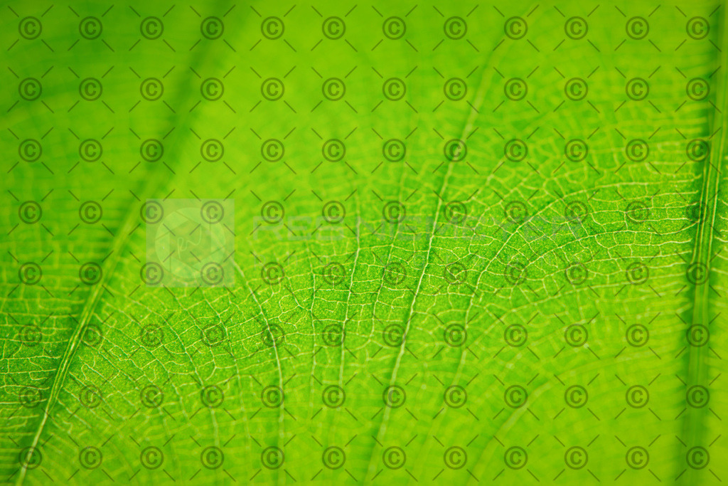 _DSC2049 | Res Niemeyer Photography - Realisiert mit Pictrs.com