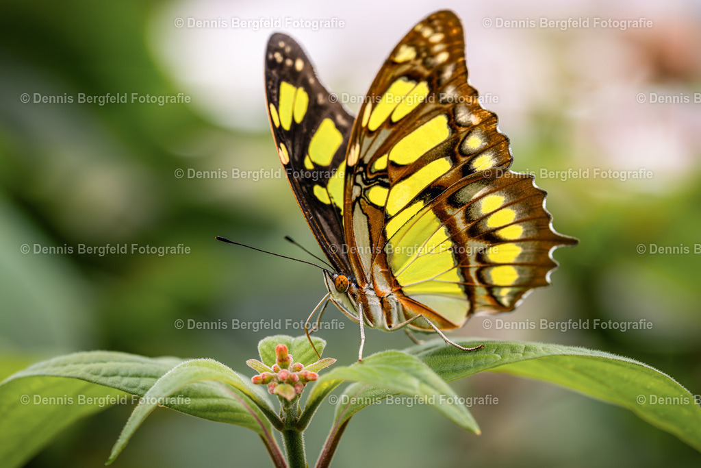 Schmetterling 4 | Entdecken Sie Natur, Makro und Tierfotografie von Dennis Bergfeld.Besondere Momente und Details der Natur, hochwertig als Foto und Wandbild erhältlich. - Realisiert mit Pictrs.com