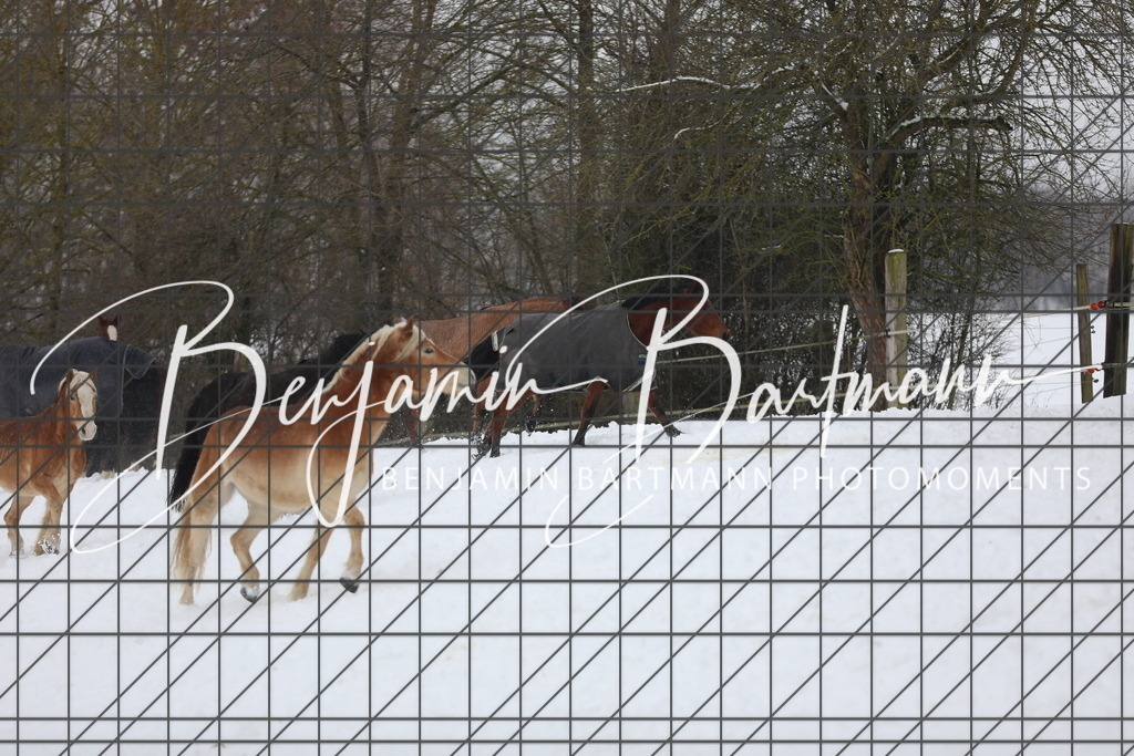 AZ2A3389 | Benjamin Bartmann Photomoments