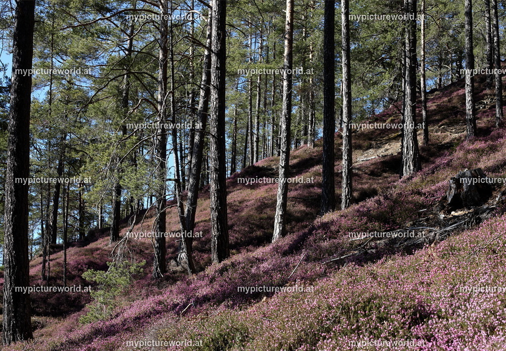 Matzlerberg-033 | Das Bilderarchiv über Tiere, Planzen und Landschaften. In der Bilddatenbank finden Sie ein große Auswahl an hochwertigen Bilder für Ihre Werbung - Realisiert mit Pictrs.com