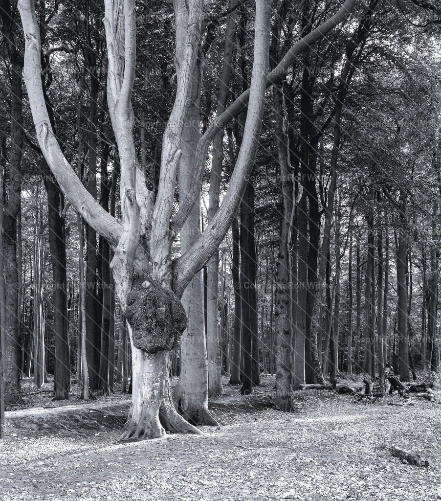 wald1.1 | Rolf Wittke  - Realisiert mit Pictrs.com