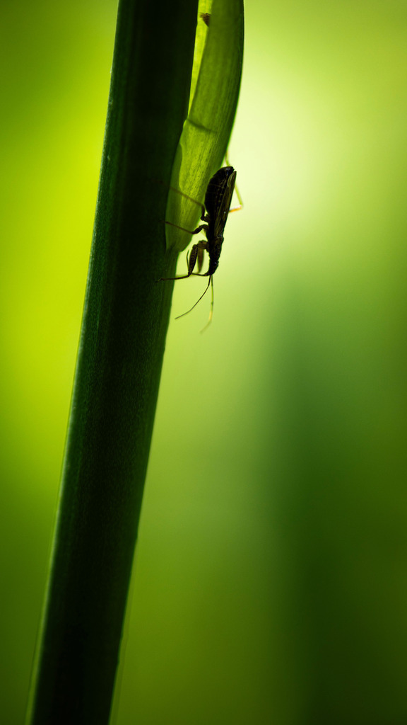 _DSC3461 | kaefersammler_roy - Realisiert mit Pictrs.com