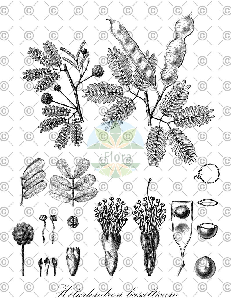 HistAbb_wfo-0000114757_1_ENZY_Simple | Historische Abbildung von Heliodendron basalticum - Fabaceae | Historical Illustration of Heliodendron basalticum - Fabaceae