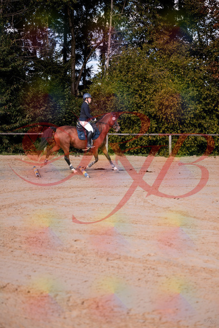 2026_10_03_Siefer-Hof_145627_Z81_37545831 | Professionelle Reitsport-, Turnier- und Eventfotografie von Robert Broda. Galerien mit ausgewählten und bearbeiteten Bildern direkt online ansehen und bestellen.
