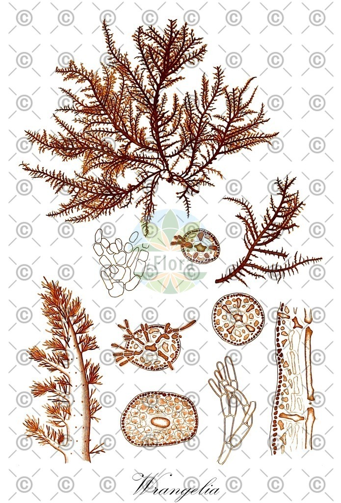 HistAbb_wfo-0000037837_1_ENZY_Simple | Historische Abbildung von Wrangelia - Wrangeliaceae (0) | Historical Illustration of Wrangelia - Wrangeliaceae (0)