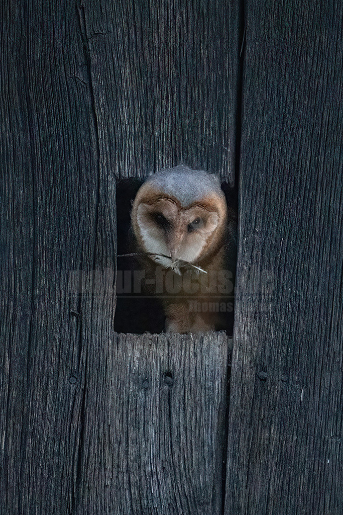 R6NF0489_20240622 | Die Schleiereule ist eine Vogelart aus der Ordnung der Eulen und der Familie der Schleiereulen. Die Schleiereule ist eine sehr helle, langbeinige Eule, die keine Federohren aufweist. Zu ihren auffälligsten Erkennungsmerkmalen gehören das herzförmige Gesicht sowie die verhältnismäßig kleinen, schwarzen Augen. - Realisiert mit Pictrs.com