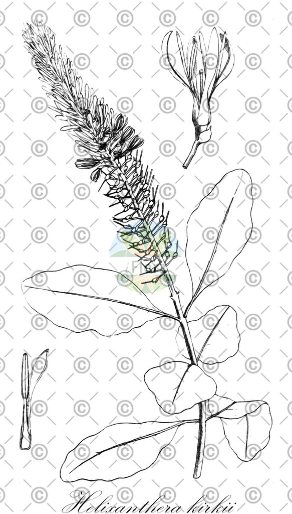 HistAbb_2803_1_SIMPLE | Historische Abbildung von Helixanthera kirkii - Loranthaceae | Historical Illustration of Helixanthera kirkii - Loranthaceae