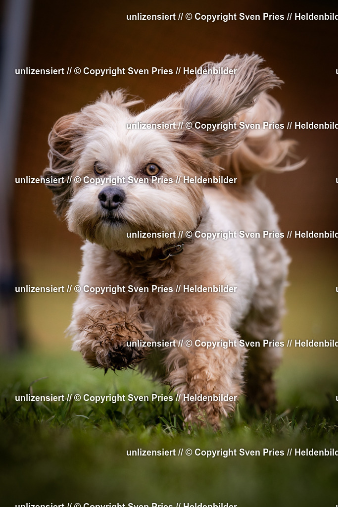 Sven Pries | 2024-04-21 - Hunderennen Baden-Oos
Foto: Sven Pries - Realisiert mit Pictrs.com