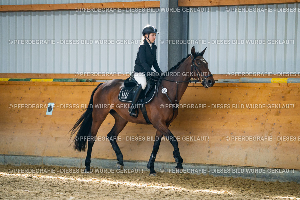 DSC01706 | Pferdegrafie