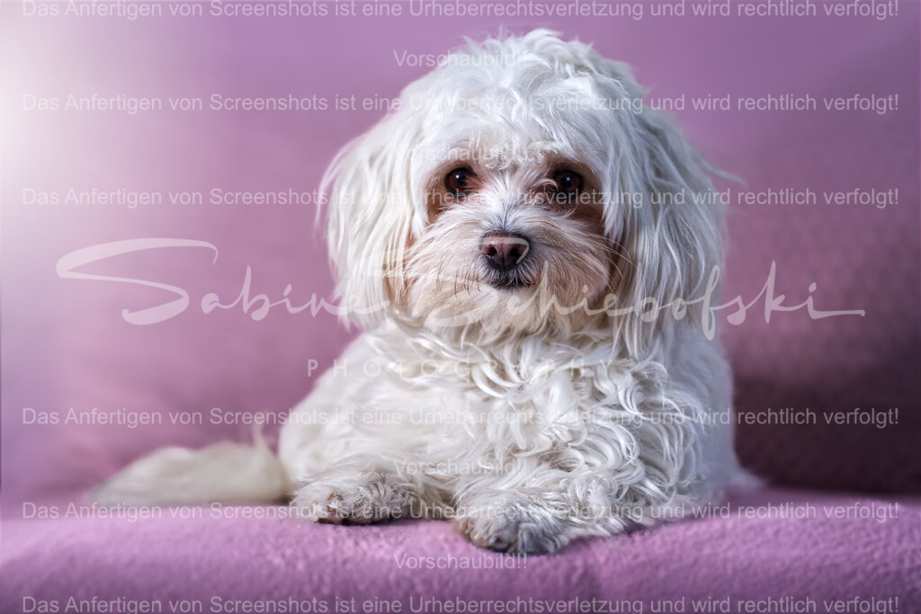 "Mia" Malteser | People- und Tierfotografie, Imageaufnahmen, Veranstaltungsfotografie und Wandbilder aus der Natur ★ Made in Germany ✔️ Druck + Downloads ✔️ Naturfotografie in Top Qualität ★ schneller Versand, weltweite Lieferung! - Realisiert mit Pictrs.com