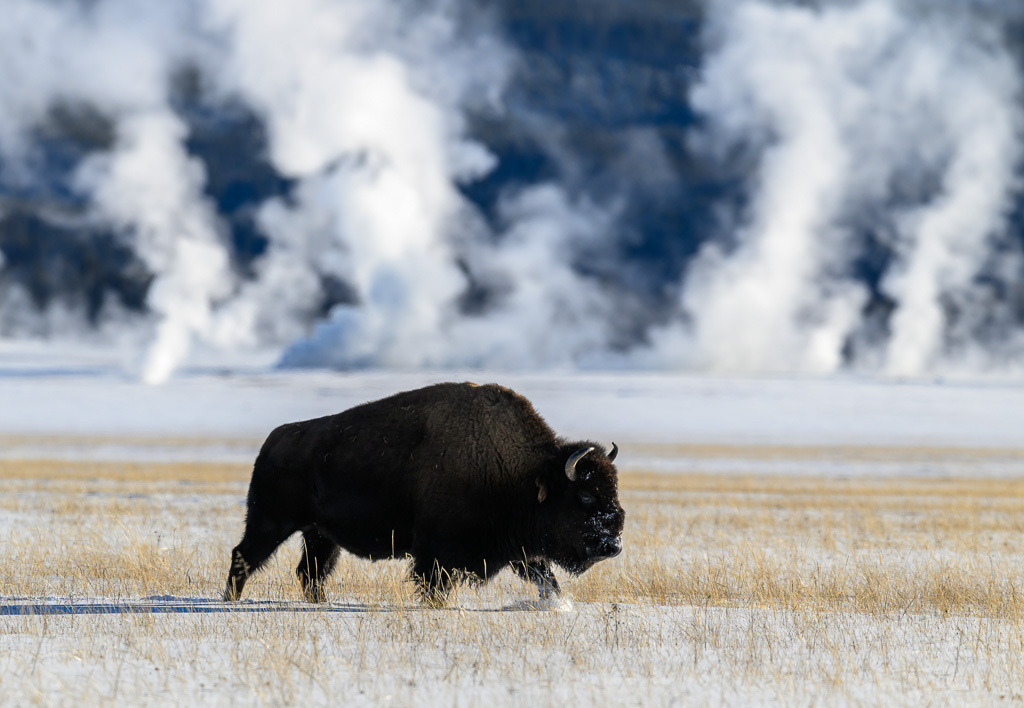2024-180 | Bison mit dem Midway Geyser Basin im Hintergrund. - Realisiert mit Pictrs.com