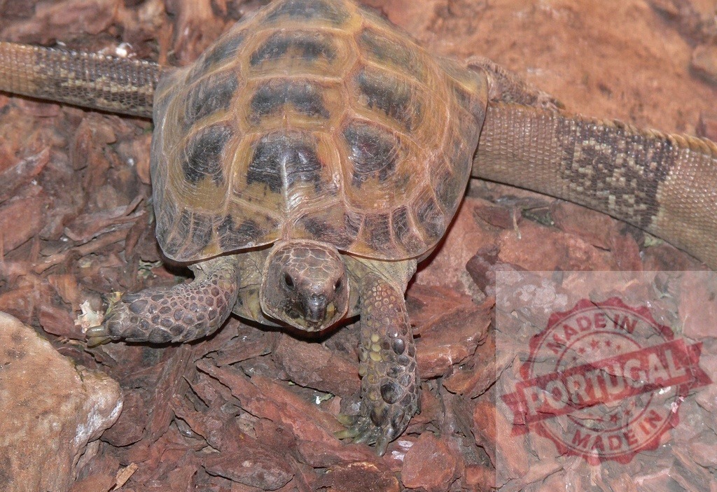 Tortoise walking on wood chips in terrarium | Tortoise moving slowly on red wood chips in an animal enclosure - Realized with Pictrs.com