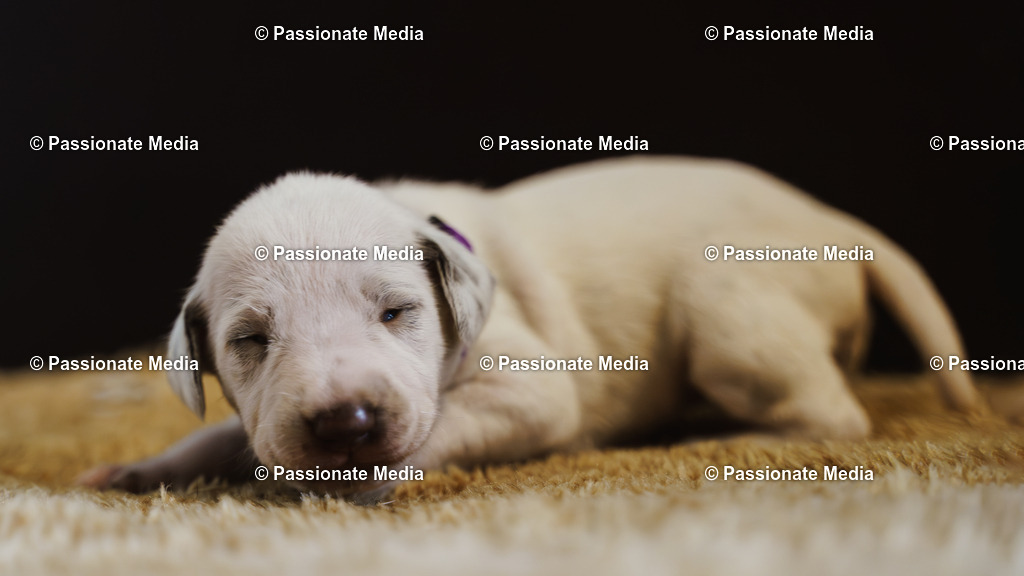 DSC03913 | Passionate Media, dein Fotograf aus Brandenburg, Märkisch Oderland, im Bereich Motorsport, Autos und Motorräder sowie Events und auch Hunde. Shootings oder auch Eventbegleitungen können bei mir gebucht we