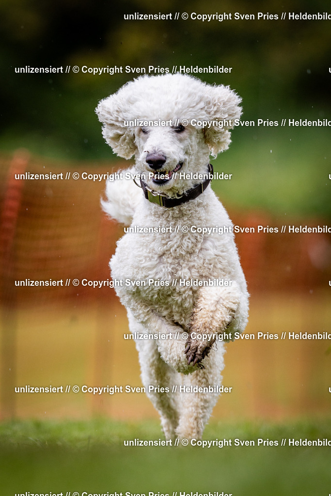 Sven Pries | 2024-04-21 - Hunderennen Baden-Oos
Foto: Sven Pries - Realisiert mit Pictrs.com