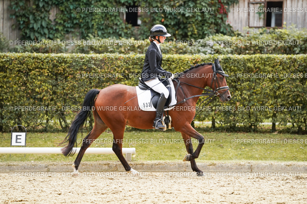 DSC01066 | Pferdegrafie