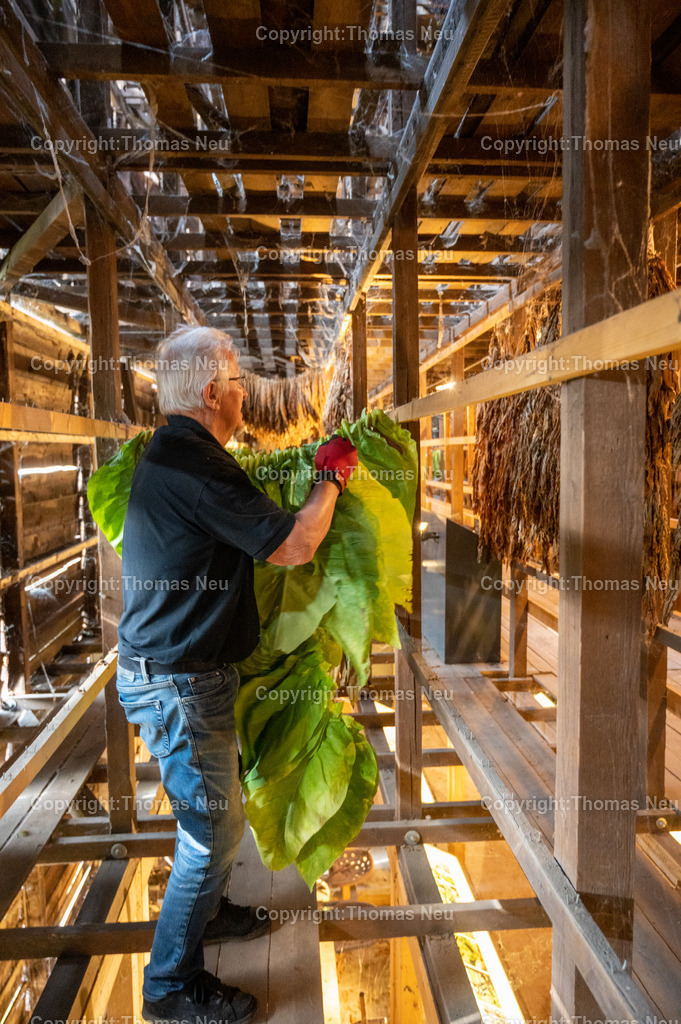 Lorsch_Tabakernte-34 | 23.08.2025, Lorsch, Tabakscheune, die Tabakernte wird zum Trockenen verarbeitet, Bild: Eva-Maria Eberle, und Gudrun Gallei, ,, Bild: Thomas Neu