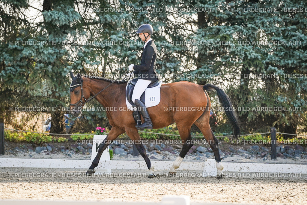 DSC08367 | Pferdegrafie