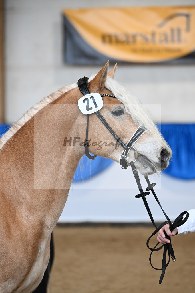 Kat-Nr. 21 nn v. Barion_Stecher_48251001 | hf-fotografie - Realisiert mit Pictrs.com