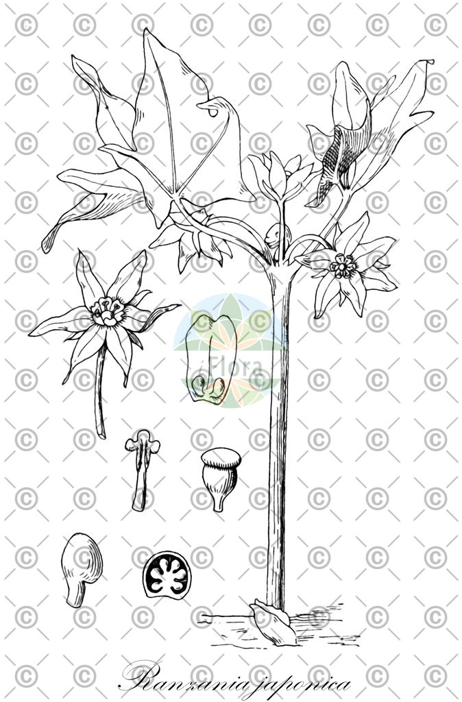 HistAbb_wfo-0000509803_1_ENZY_Simple | Historische Abbildung von Ranzania japonica - Berberidaceae | Historical Illustration of Ranzania japonica - Berberidaceae
