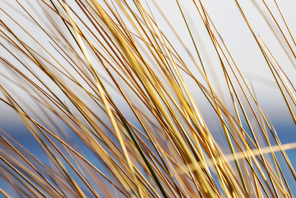 Akustikbild: Strandhafer am Sandstrand | Dieses Akustikbild im Querformat zeigt Strandhafer am Sandstrand in Nahaufnahme. Durch die Bewegung der Strandhaferhalme im Wind ergibt sich eine leichte Bewegungsunschärfe, die das Bild interessant macht. Im Hintergrund ist in der Unschärfe das Meer sowie der hellblaue Himmel zu erkennen. Das warme Beige des Strandhafers bringt Wärme in dein Zuhause und sorgt für eine wohnliche Wohlfühlatmosphäre. Sie möchten Ihre Wände dezent aber stilvoll und elegant dekorieren? Dann kaufen Sie sich dieses maritime Wandbild. Es ist auf Leinwand, Aluminium-Platte, Acrylglas oder als Holzdruck erhältlich. Die Wandbilder werden individuell für Sie in vielen Abmessungen produziert. Daher passen die Ostseekult Wandbilder immer perfekt an Ihre Wände. - Realisiert mit Pictrs.com