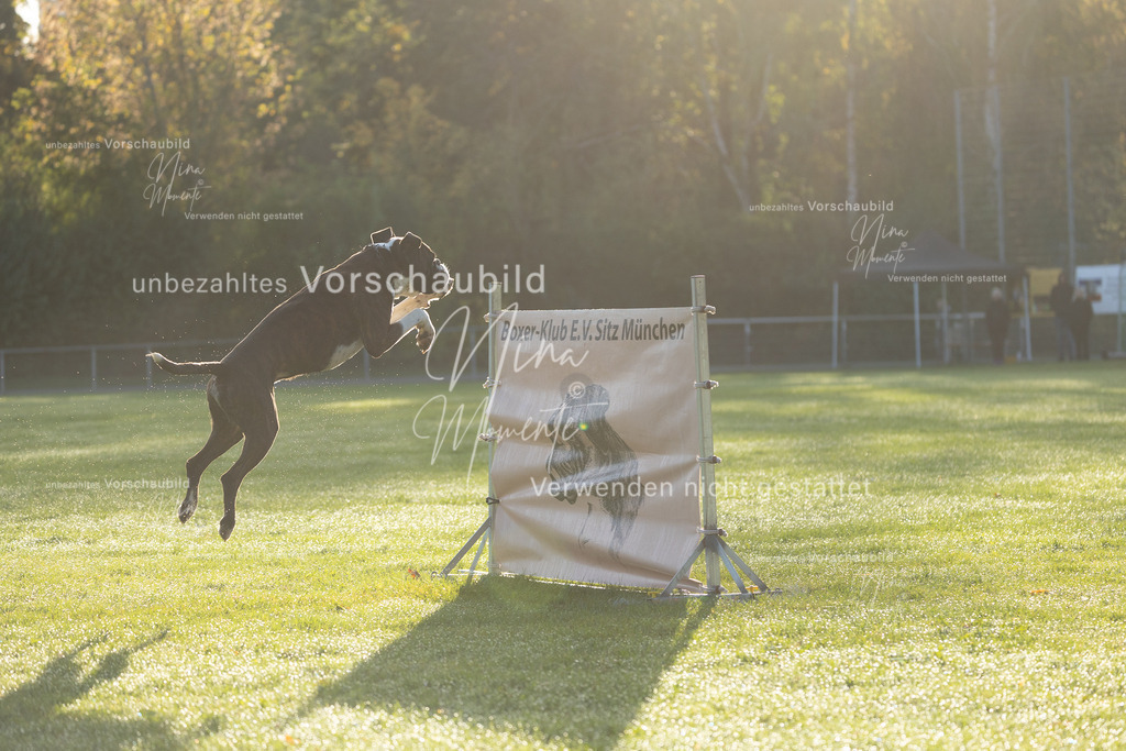 _16A6099 | Einzigartige Fotos von Hunden & Menschen –Actionfotos, Portraits, Vereinsaufnahmen & Paarshootings – authentisch, lebendig & mit Herz.