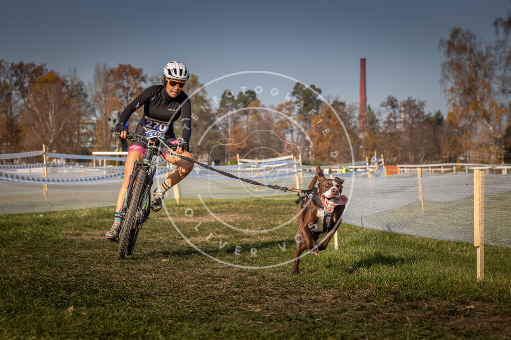 CaniXpix_0L8A7781 | Hundefotografie, Tierfotograf, Pfotenfotografie, Fotoshooting Hund, Hunde Portrait, Hundesport, Hundeportraits, Heideshooting, Hunde, Sportfotograf, Hundefotograf, Turnierhundsport, THS,  - Realisiert mit Pictrs.com