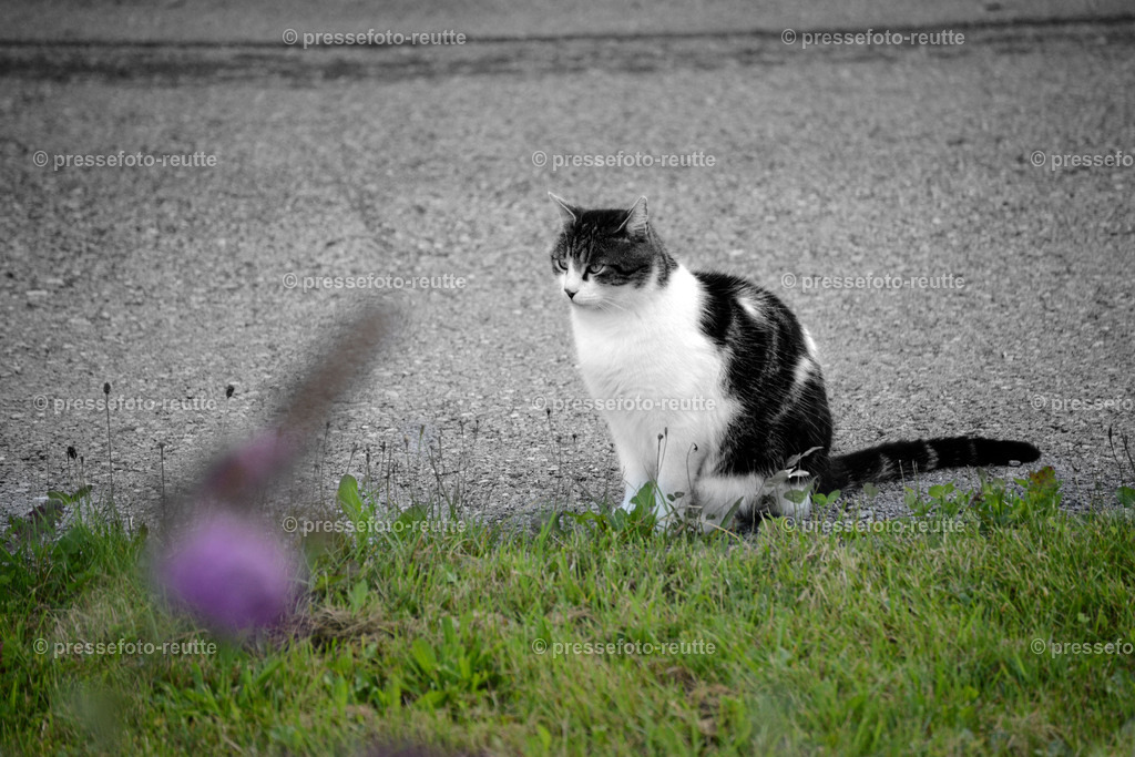 Daheim-Katze_Kater-Haensel-29082019-WTV_5255-SW | Info aus dem Bezirk Reutte/Ausserfern Tirol sowie eine umfangreiche Bilddatenbank über die gesamte Region: Lechtal, Talkessel Reutte, Tannheimertal, Zwischentoren. Lech, Plansee, Zugspitze, Grenztunnel, B179, Fernpassstraße, Verkehr, Lawinen, Tradition, - Realisiert mit Pictrs.com
