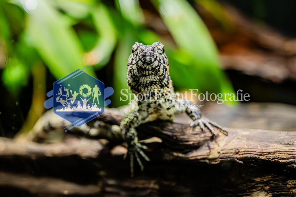 IMAG7970 | SportEventFotografie - Roman Stoiber