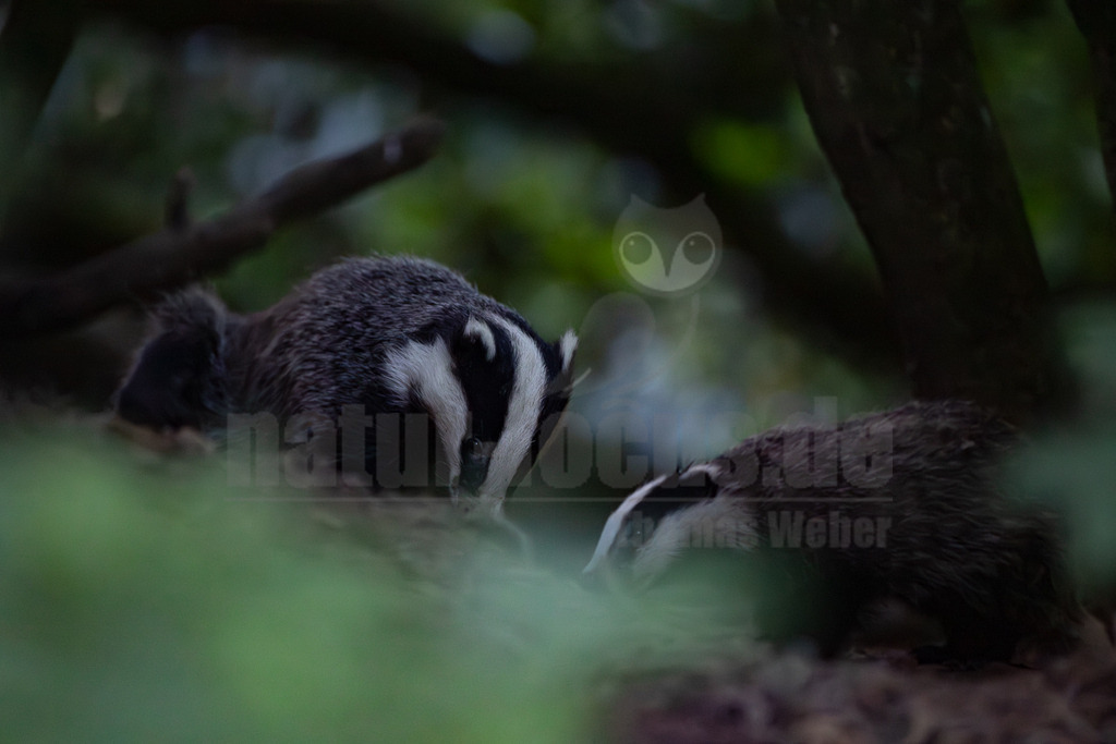 R5M24920_20260618 | Dieses Querformat zeigt zwei Europäische Dachse (Meles meles) in ihrem natürlichen Lebensraum, einem Wald, während der Dämmerung. Die Tiere sind dabei zu beobachten, wie sie auf dem Waldboden nach Nahrung suchen, eine typische Verhaltensweise dieser nachtaktiven Säugetiere. Dachse sind in weiten Teilen Europas verbreitet und leben in komplexen unterirdischen Bauen, sogenannten Dachsbauten. Sie sind Allesfresser und ernähren sich von Regenwürmern, Insekten, kleinen Säugetieren, aber auch von Früchten und Wurzeln. Ihre charakteristische schwarz-weiße Gesichtszeichnung ist deutlich zu erkennen. - Realisiert mit Pictrs.com