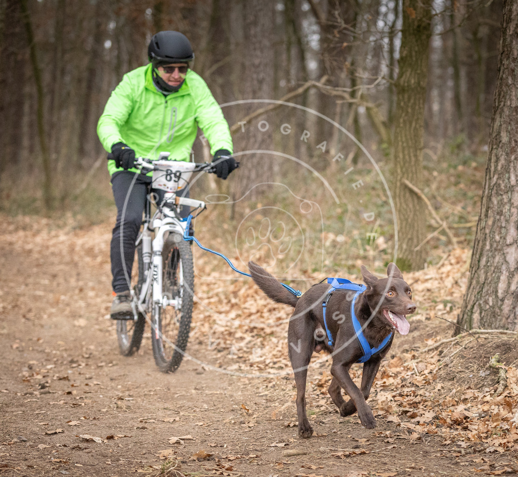 Pfotenfotografie_DV3A6523 | Hundefotografie, Tierfotograf, Pfotenfotografie, Fotoshooting Hund, Hunde Portrait, Hundesport, Hundeportraits, Heideshooting, Hunde, Sportfotograf, Hundefotograf, Turnierhundsport, THS,  - Realisiert mit Pictrs.com