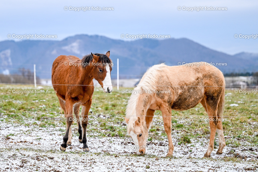Slowakei_ Durcina_ Ranch Simba_ 25.12.2025-15 | 25.12.2025, Rajec, SVK, Themenbild, Pferde, im Bild Pferd, Pferde, Stute, Hengst, Fohlen, Quarter Horse, Ranch, Weide, Hof, Wiese, Weide, Stall, Nutztier, Tier, Winter, Kaelte, Tierfotografie