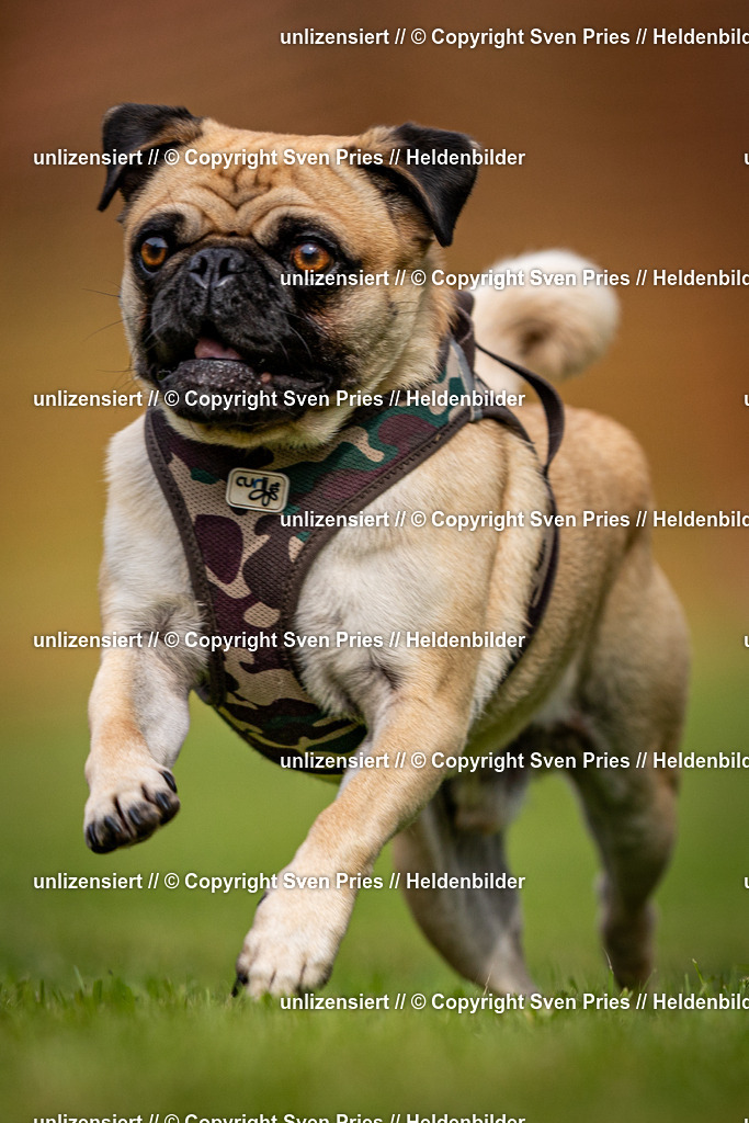 Sven Pries | 2024-09-22 - Hunderennen Baden-BadenPudelverein - Realisiert mit Pictrs.com