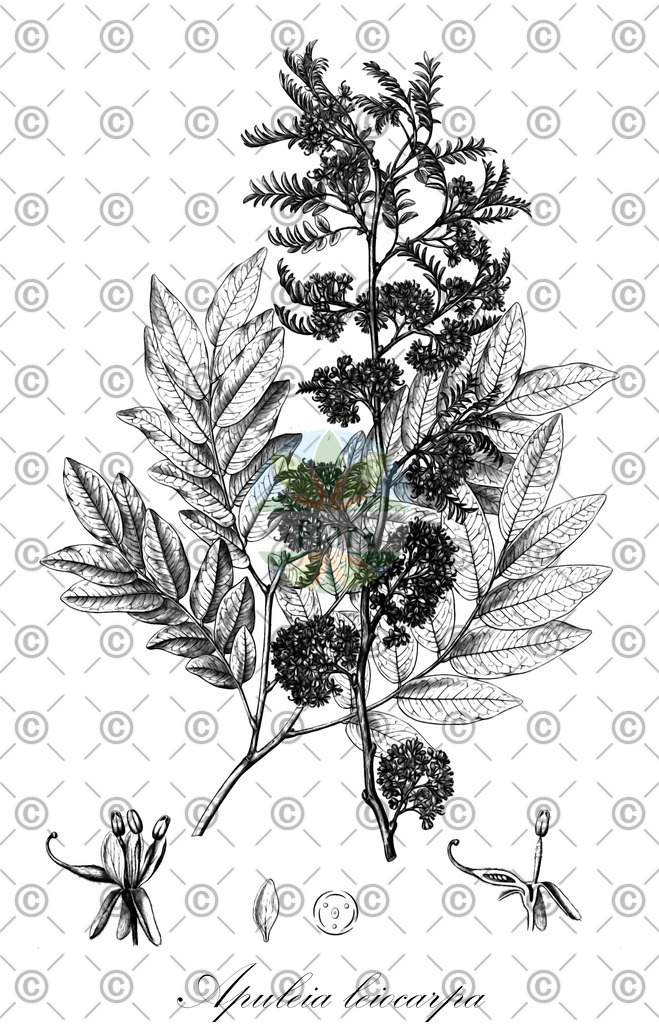 HistAbb_wfo-0001424647_1_ENZY_Simple | Historische Abbildung von Apuleia leiocarpa - Fabaceae | Historical Illustration of Apuleia leiocarpa - Fabaceae