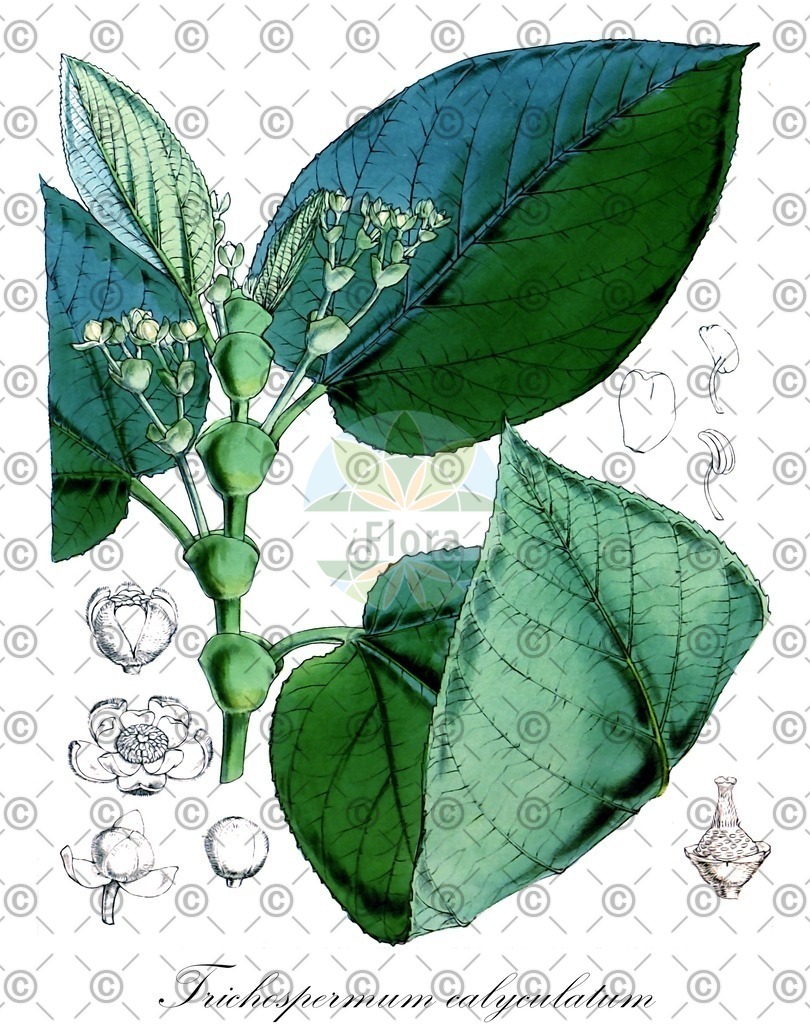 HistAbb_wfo-0001186476_1_ENZY_Simple | Historische Abbildung von Trichospermum calyculatum - Malvaceae | Historical Illustration of Trichospermum calyculatum - Malvaceae