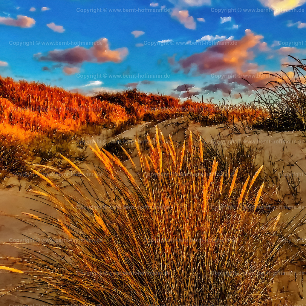 PDM2_3810_DK_Roem_Duene_100x100 | DIGITALKUNST. Dünengräser im Abendlicht. __ Dünenvegetation in der Abendsonne am Strand von Lakolk auf der dänischen Nordsee -Insel Röm. __ Formatvariation = Quadrat. - Realisiert mit Pictrs.com