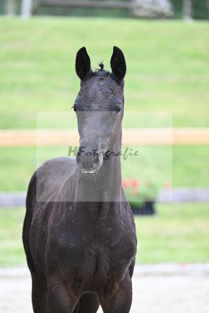 Kat-Nr. nn HF Zauberlehrling_Kopp_17231183 | hf-fotografie - Realizzato con Pictrs.com