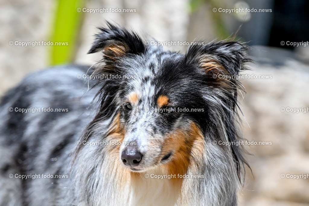 Hunde in Kroatien_ 31.07.2023-47 | 31.07.2023, Kroatien, HRV, Brač, Insel in Dalmatien im Bild Hunde, Shelties