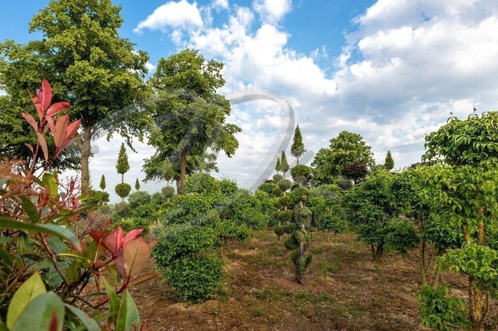 NatureArt-KUGELBÄUME_1023 | Es blüht am linken Rand | #004 | Modell: Fee | Foto: Alexander Große-Strangmann - Realisiert mit Pictrs.com